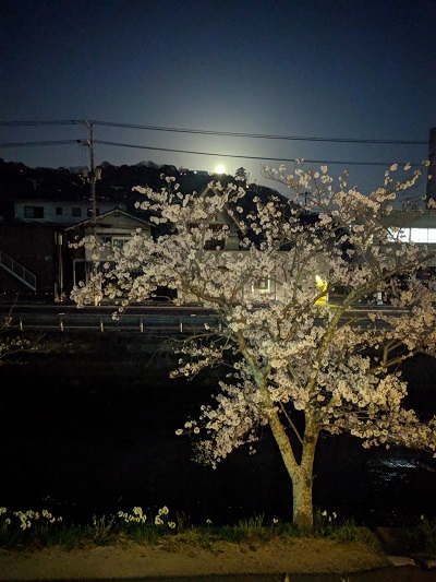 満月と桜と尾道城
