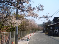 久山田水源地付近の桜